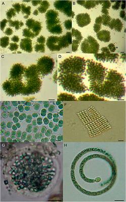 Performance evaluation of Moringa oleifera seeds aqueous extract for removing Microcystis aeruginosa and microcystins from municipal treated-water